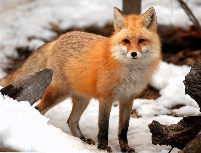 red fox in boreal forest
